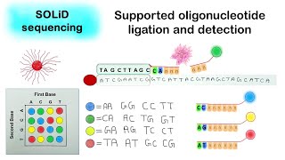 SOLID sequencing  Supported oligonucleotide ligation and detection [upl. by Alyl839]