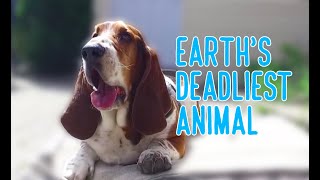 earths deadliest animal basset hound [upl. by Ahsilav820]