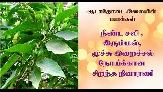 Aadu Thoda Ilai Uses in Tamil  ஆடாதோடை இலையின் மருத்துவ பயன்கள் [upl. by Entroc]