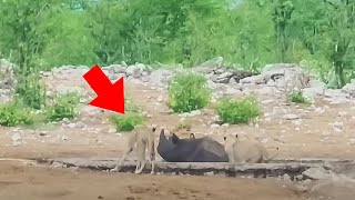 Lions Attacked a Rhino Trapped in a Pit – You Wont Believe Who Came to the Rescue [upl. by Enedan]