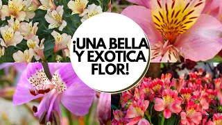 Astromelia cuidados  Cómo cultivar astromelia en maceta  Alstroemeria cuidados [upl. by Crofton]