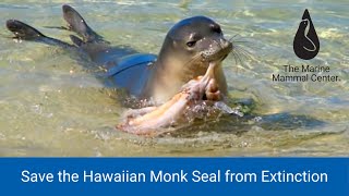 Save the Hawaiian Monk Seal from Extinction [upl. by Gardel]