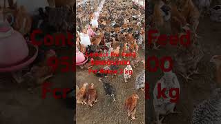 New Launch Best Quality Kruilor FeedPoultry Feed Chicken ytshorts Chicken rate today [upl. by Zed]