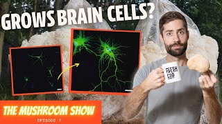 How Lions Mane GROWS Brain Cells TMS EP 7 [upl. by Selene]