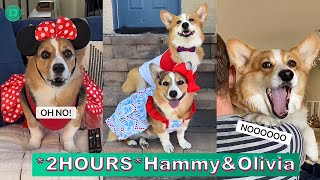 2 HOURS Hammy amp Olivia Corgi TikTok Videos 2023  Best Hammy and Olivia TikTok Compilation [upl. by Galatea]