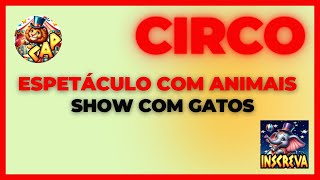 Espetáculo de Circo  Show dos Gatos Amestrados [upl. by Buzzell]