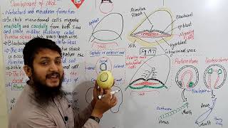 Notochord and mesoderm formation part 01  Fsc bio urduhindi MDCAT lecture Ch19  Lecture11 [upl. by Trevor]