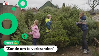 Wat gebeurt er met de 25 miljoen Nederlandse kerstbomen [upl. by Milzie]