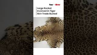 Large Racket Involved in Tiger Skin Trade Busted [upl. by Oneil]