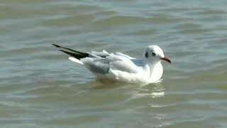 Seagull😍pls subscribe🙏Gateway Of India Mumbai 💯Adult winter plumage🤩 [upl. by Gefen]