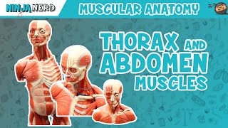 Muscles of the Thorax amp Abdomen  Anatomy Model [upl. by Nolyarg]