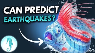 The Deep Sea Doomsday Fish That Predicts Disasters 😱 [upl. by Verney87]