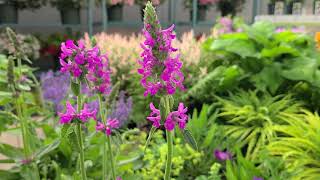 Stachys Summer Romance Betony  Easy to Grow perennial with strong sturdy spikes of color [upl. by Arekahs923]