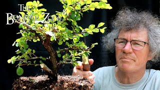 Starting Two Bonsai From Nursery Stock Part 2 The Bonsai Zone June 2021 [upl. by Ybok]