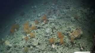 First footage of new Irish deepwater coral reefs [upl. by Karlen]