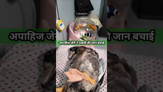 Baby Duck अपाहिज होते हुए भी मछली की जान बचाई  jerry youtubeshorts petsvlog minivlog [upl. by Antoinette]