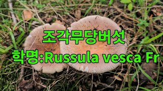 🍄조각무당버섯 학명Russula vesca Fr [upl. by Gilberta]