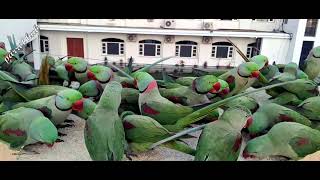 Many Alexandrine parakeet feeding on the roof  parrot feeding time  many alexandrine at a place [upl. by Gayn96]