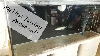 Getting My New Jardini Arowana [upl. by Atalee]