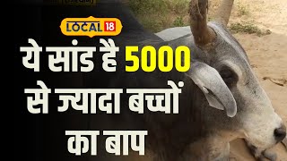 Animal Love यह सांड अब तक 5000 से अधिक गायों के साथ प्रजनन कर चुका है Local18 [upl. by Docile]