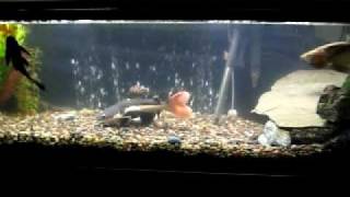 Jardini Arowana and Red Tail Catfish [upl. by Eceer]