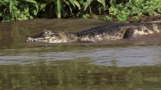 Pantanal um santuário ameaçado [upl. by Jonell]