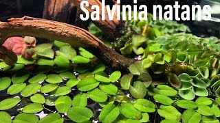 parliamo della salvinia natans [upl. by Ayra397]