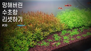 망해버린 수초항 리셋하기  Dutch Style Plant Aquarium  Rotala Rotundifolia Hra amp Green [upl. by Syhr]