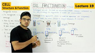 Cell fractionation  Basic technique of Cell biology  Video 19 [upl. by Weir]