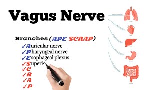 Branches of Vagus Nerve [upl. by Kovacs]