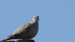 koerende Turkse Tortelduif  cooing Dove [upl. by Ahsiket]