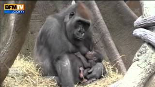 Naissance de deux gorilles dans un zoo new yorkais  2504 [upl. by Eenat]