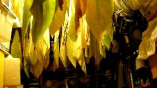 Drying tobacco leaves in the garage [upl. by Strenta]