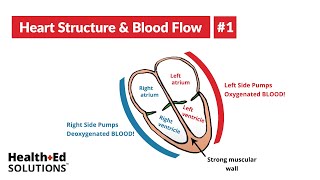 Path of Blood Flow through the Heart  Step by step through every chamber valve and major vessel [upl. by Aicenav]