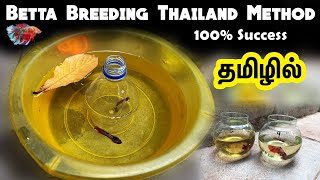 Betta Breeding Thailand method for success in Tamil [upl. by Naneek]