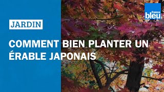 Comment avoir un bel érable japonais dans son jardin [upl. by Martineau]