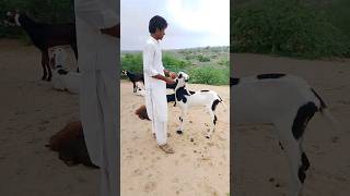 LCI nilverm plus injection of medicine 💉💉 goat animals tharparkar beauty nature of animals [upl. by Braynard]