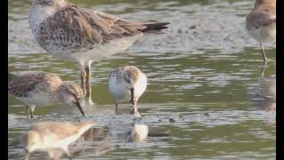 SpoonBilled Sandpiper Pak Thale Thailand 20240113 [upl. by Fezoj]