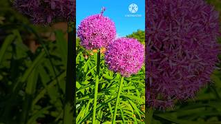 Allium giganteum flowers  beautiful garden Flowers satisfying shorts nature usa [upl. by Ullund]