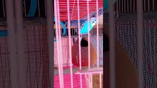 😘😘🐦 calling sundraits one of my favourite 🐦 budgies ♥️viewsviralvideosubscribersgrow [upl. by Yellah]