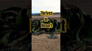 Welwitschia Mirabilis lives up to 2k years nature plants shorts youtubeshorts [upl. by Karleen]