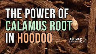 The Enigmatic Power of Calamus Root in Hoodoo and Folk Magic [upl. by O'Hara102]