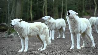 Howling Wolves [upl. by Robbi]