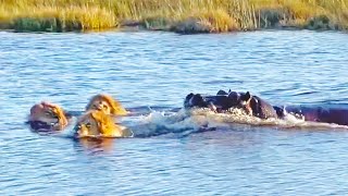 HIPPO ATTACKS 3 LIONS CROSSING THE RIVER [upl. by Bergen191]