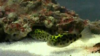 Green Spotted Puffer Mating Behavior [upl. by Doralin]