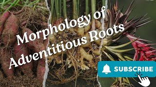 Morphology of Adventitious Roots Part 2 [upl. by Shanna]