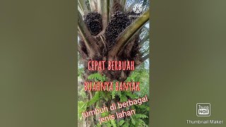 Varietas sawit terbaik paling unggul di Indonesia sawit Topaz [upl. by Atisusej]