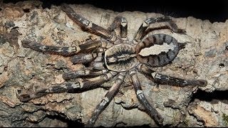 Poecilotheria ornata  Fringed ornamental  slings feeding time  Tarantulas Bristol [upl. by Singh691]