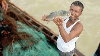 Conserving hilsa and building livelihoods in Bangladesh [upl. by Annael961]