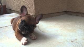 Incredible Fawn French Bulldog Puppies [upl. by Schreiber]